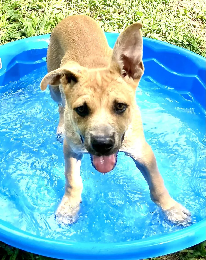 A baby large-sized male Shepherd dog named River Bubbly  Local for adoption in Andover, MA