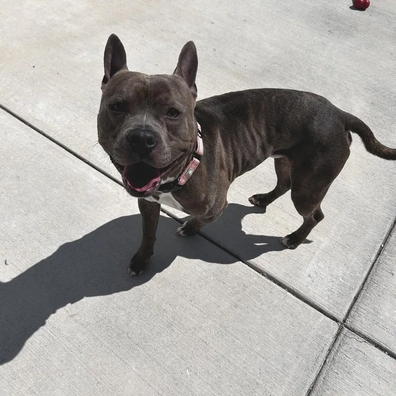 An adult medium-sized male Brindle Pit Bull Terrier dog named Zoo for adoption in Harrisonburg, VA