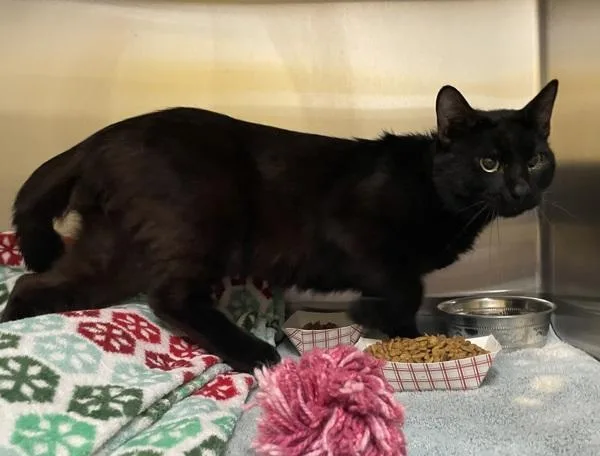 An adult small-sized male Domestic Short Hair cat named Marty for adoption in El Cajon, CA