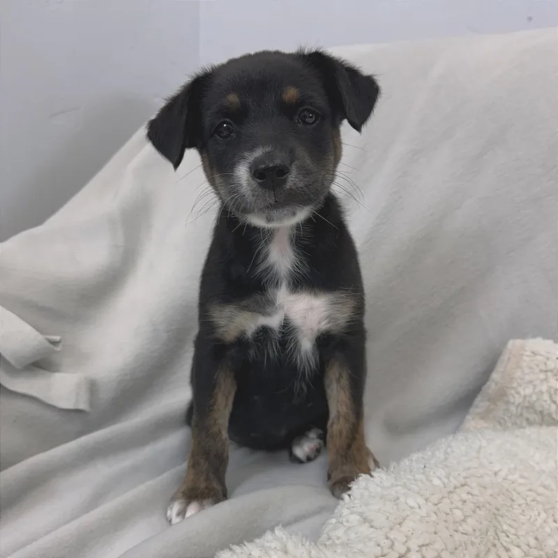 A baby small-sized female Black Mixed Breed dog named Funnel Cake for adoption in Park City, UT