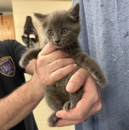 A baby small-sized female Domestic Short Hair cat named Neut for adoption in Hamilton, NJ