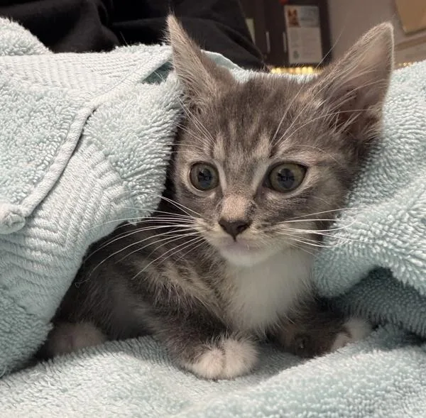 A baby small-sized male Domestic Short Hair cat named Mitch for adoption in Escondido, CA