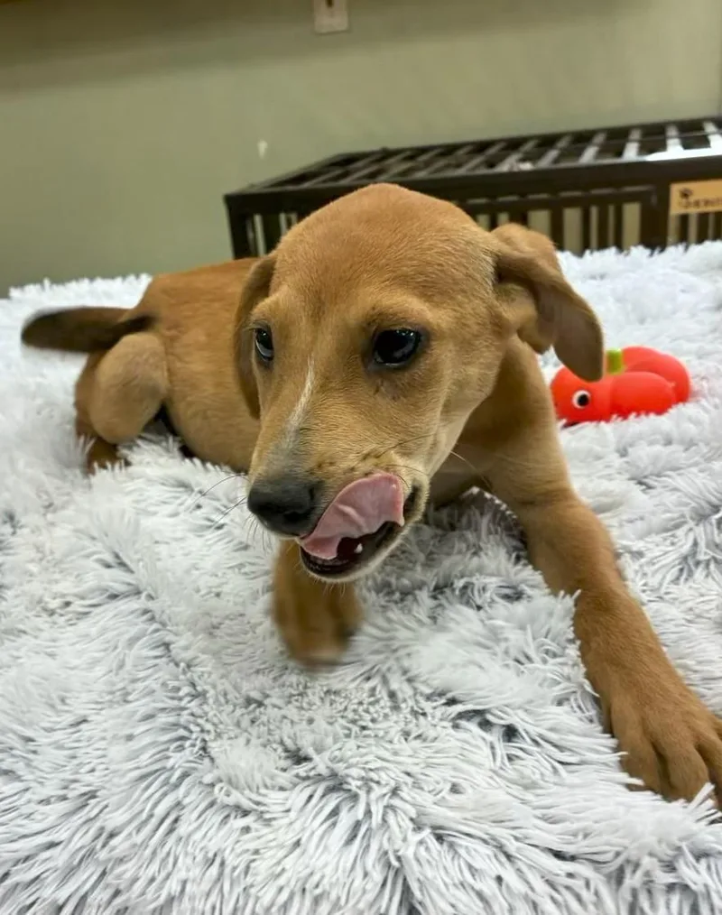 A baby medium-sized male Brown / Chocolate Hound dog named Gumby for adoption in Southampton, PA
