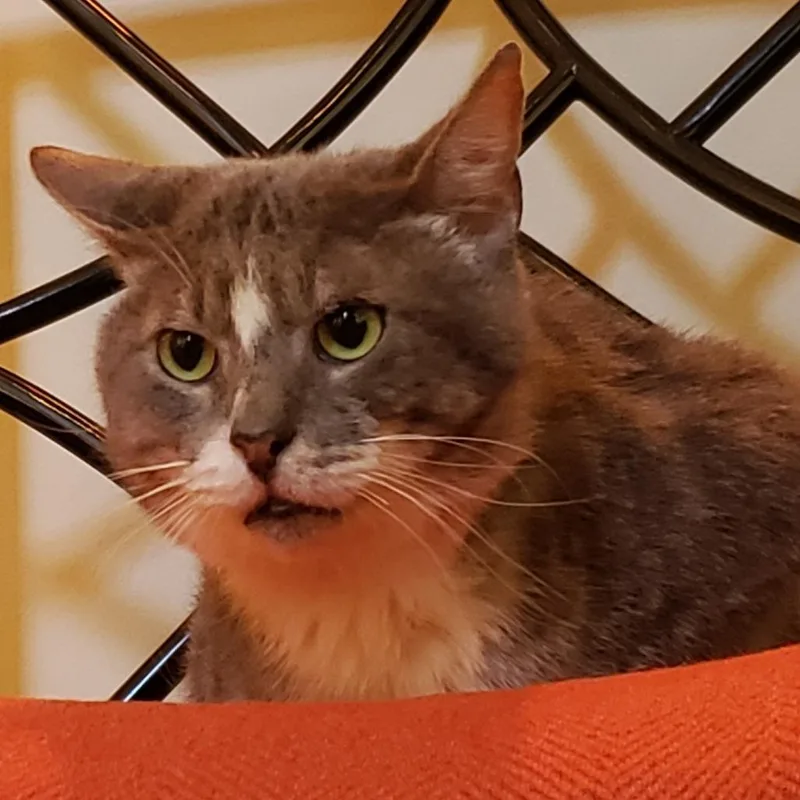An adult large-sized male Domestic Short Hair cat named Simon for adoption in Cumming, GA