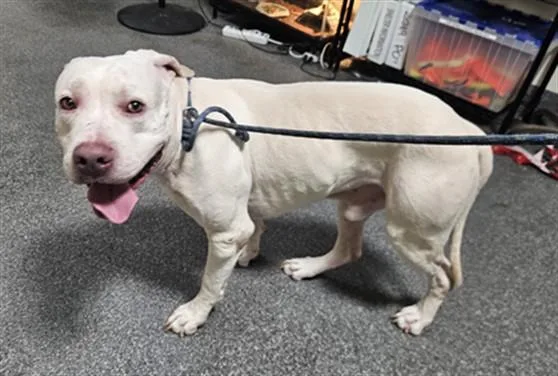 An adult large-sized male Mixed Breed dog named Angel for adoption in Los Angeles, CA