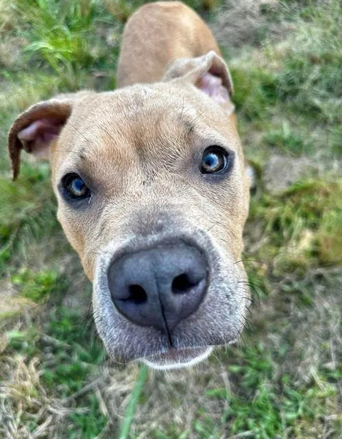 An adult large-sized male Pit Bull Terrier dog named Zeus for adoption in Charlotte, NC
