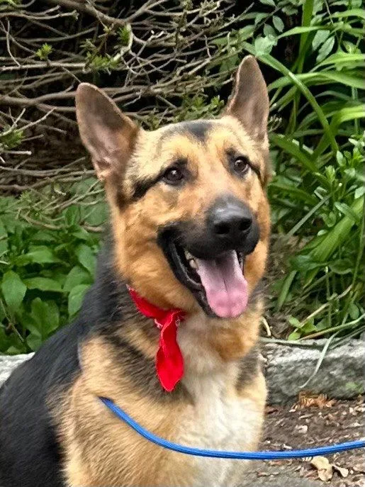 An adult large-sized male Bicolor German Shepherd Dog dog named Amiro for adoption in Old Westbury, NY
