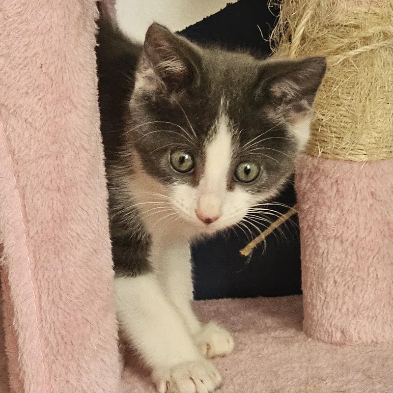 A baby small-sized male White Domestic Short Hair cat named Spitz for adoption in Evansville, IN