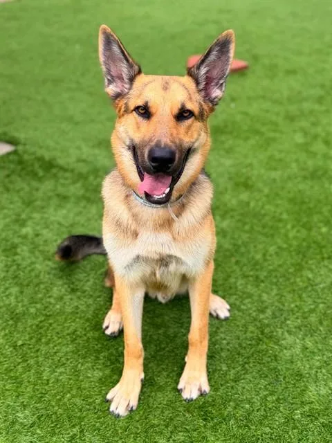 A young large-sized male German Shepherd Dog dog named Max for adoption in Agoura, CA