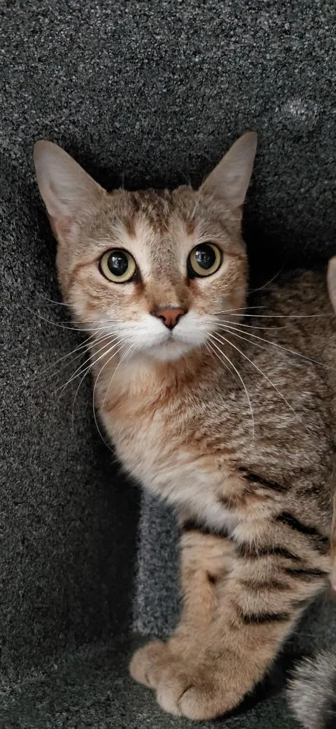 A young small-sized female Domestic Short Hair cat named Tabitha for adoption in Henderson, NC