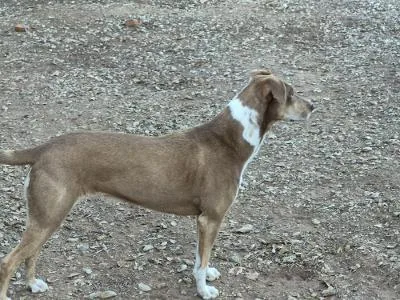 An adult medium-sized female Red / Chestnut / Orange Catahoula Leopard Dog dog named Joycejj for adoption in Roundup, MT