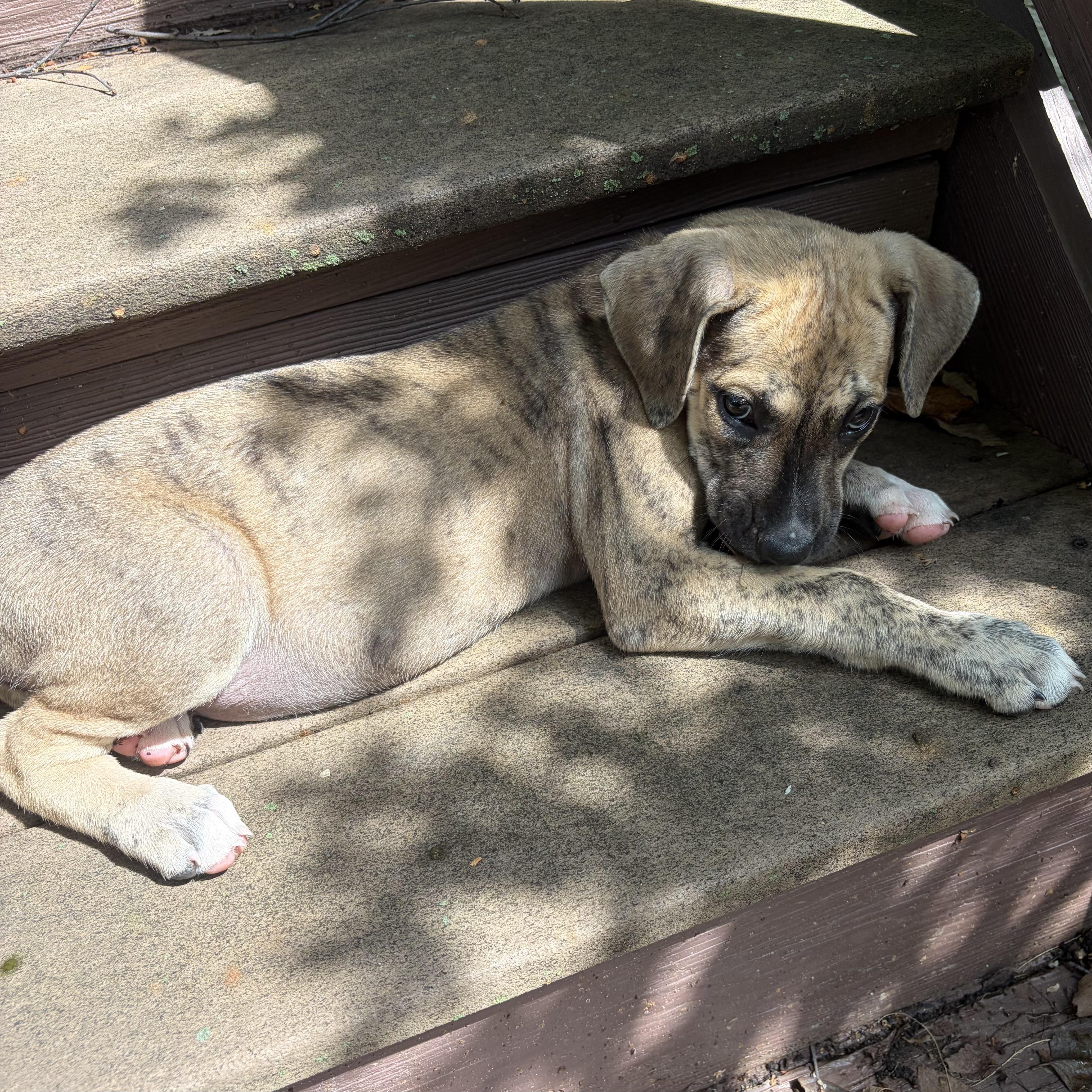 A baby medium-sized female Hound dog named Tiramisu for adoption in Ellicott City, MD