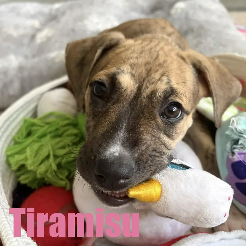 Tiramisu thumbnail 2