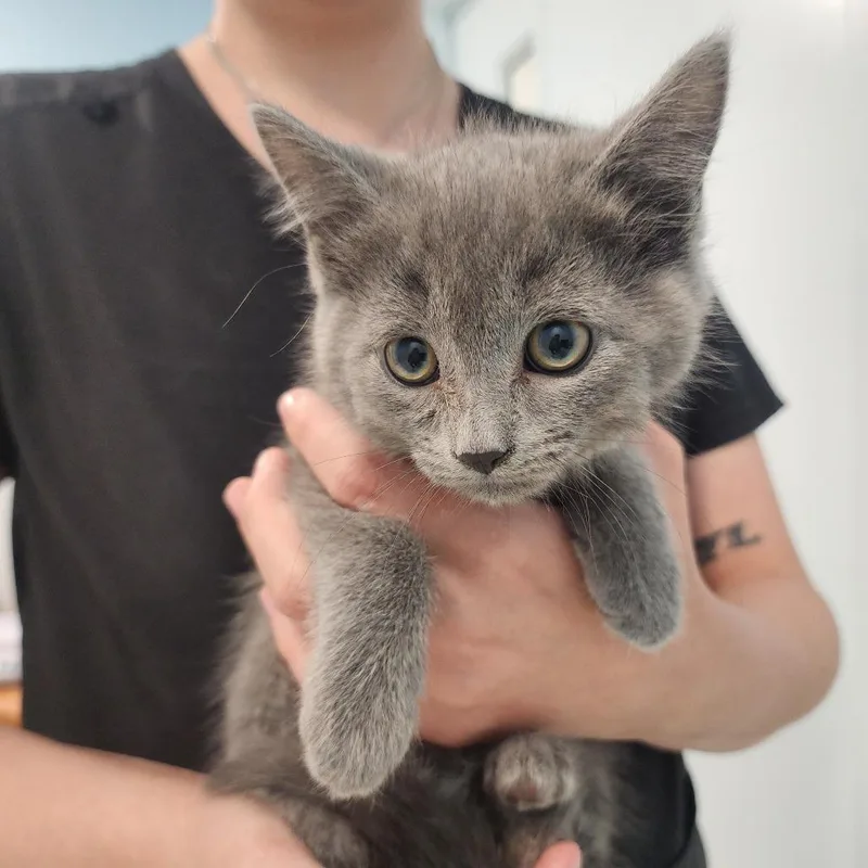 A baby small-sized female Gray / Blue / Silver Domestic Short Hair cat named Wisp for adoption in Middletown, NY