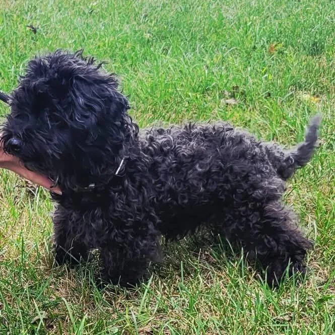 A senior small-sized female Black Yorkshire Terrier dog named Zoey for adoption in Saint John, IN