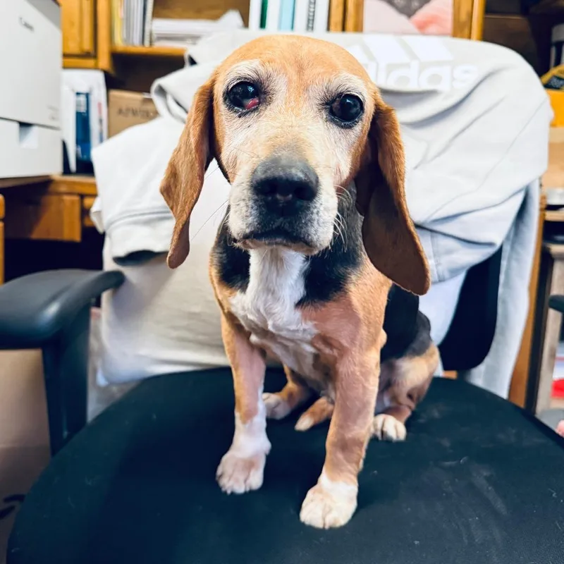 A senior small-sized female Black Beagle dog named Moo Cow for adoption in Evensville, TN