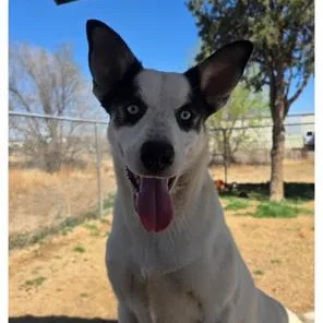 An adult medium-sized female White / Cream Australian Kelpie dog named Silencer for adoption in Riverside, IA