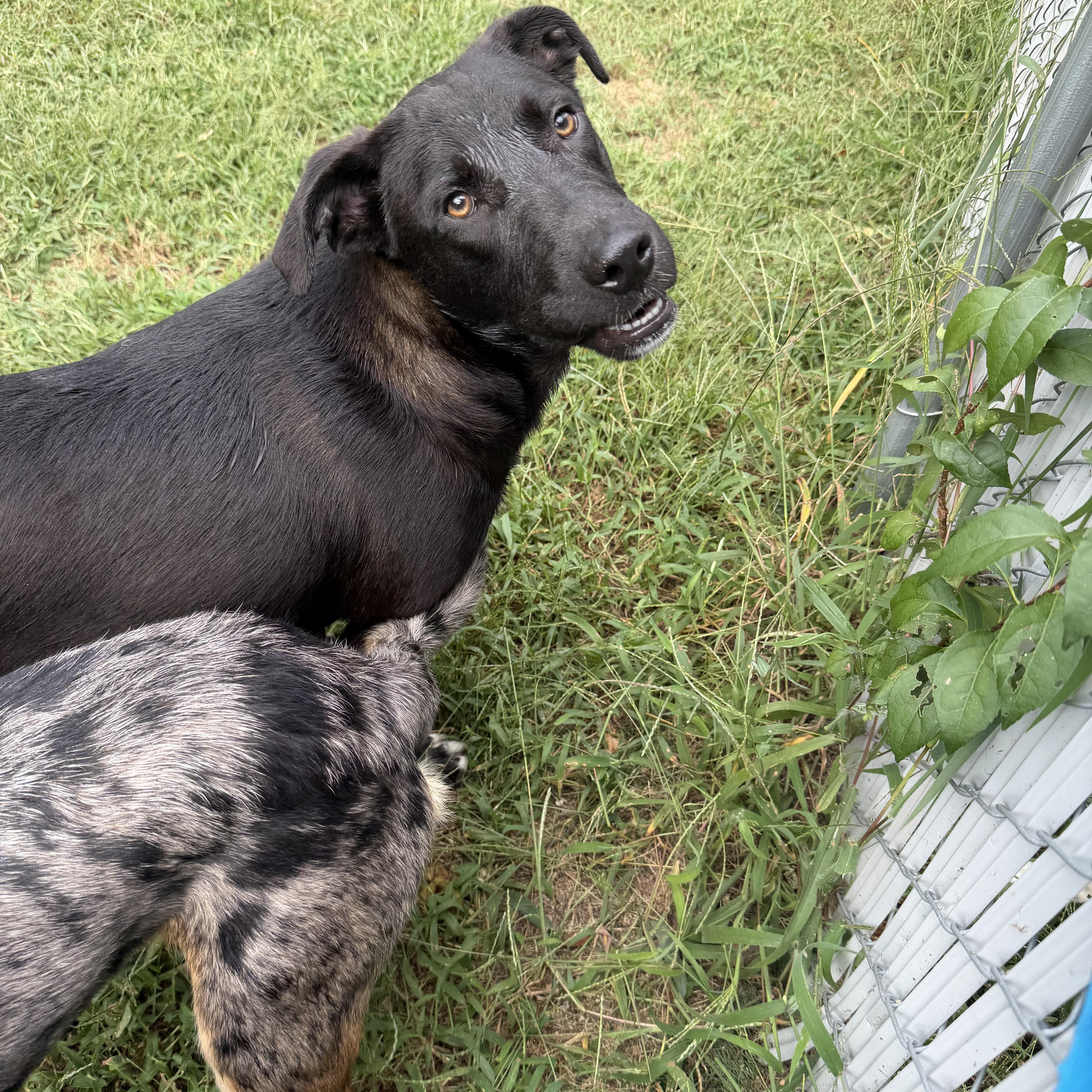 A baby medium-sized male Black Labrador Retriever dog named Pluto for adoption in Ocean View, NJ