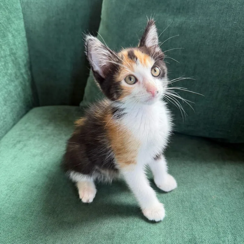 A baby small-sized female White Domestic Short Hair cat named Billie Eilish for adoption in Escondido, CA