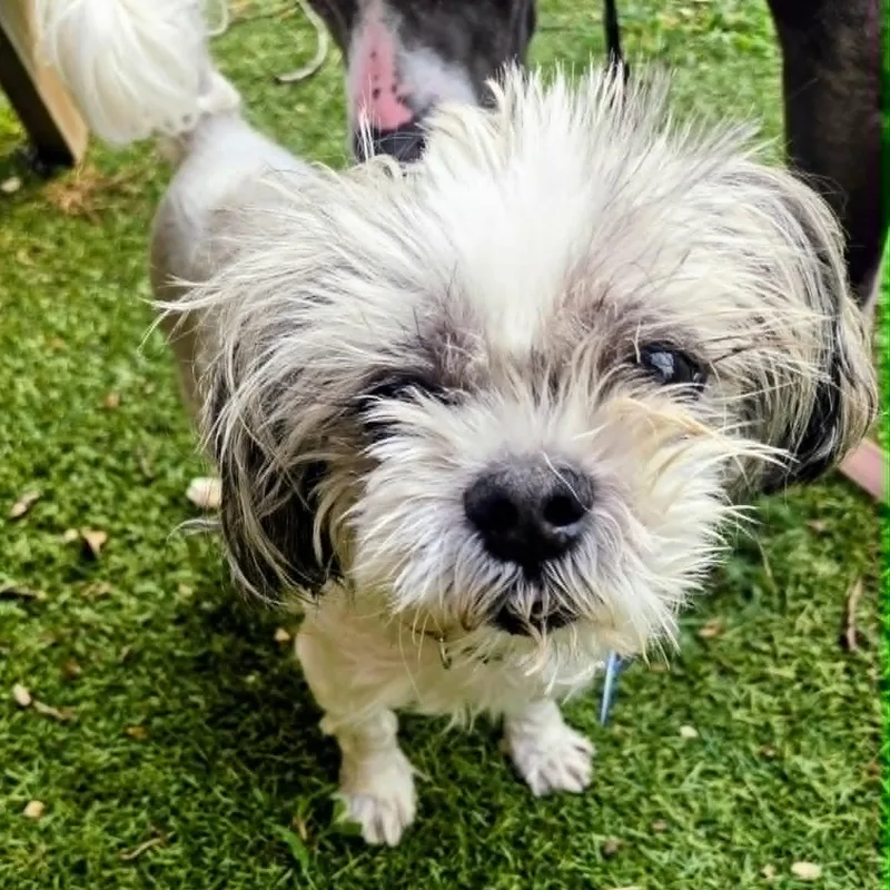 An adult small-sized male Shih Tzu dog named Bash for adoption in Severn, MD
