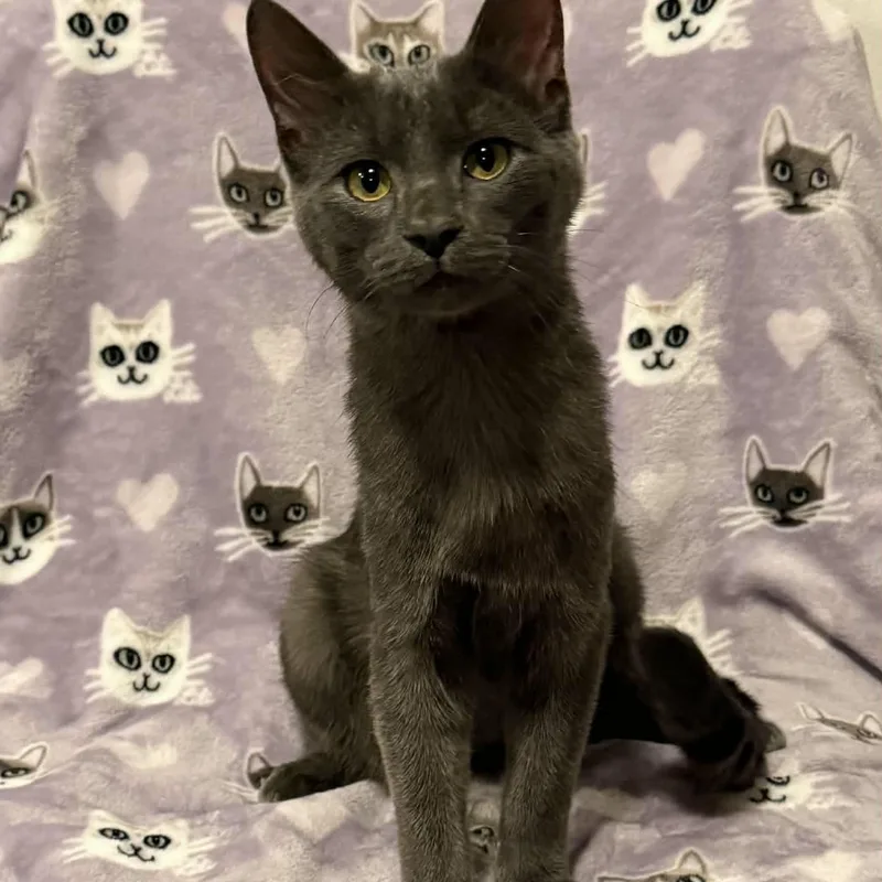 Mowgli