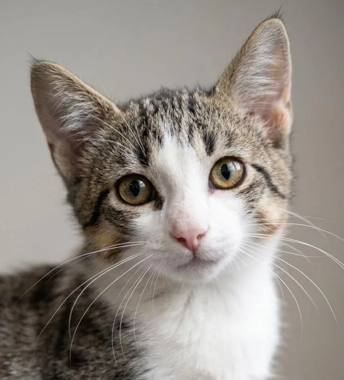 Tabby thumbnail 3