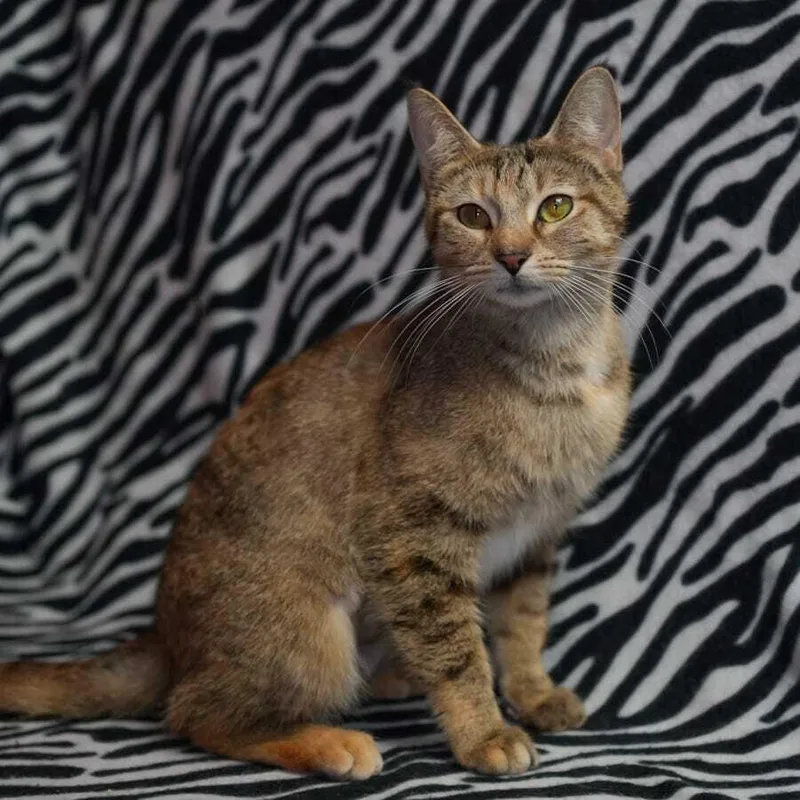 A young medium-sized female Domestic Short Hair cat named Sora for adoption in Wheaton, IL