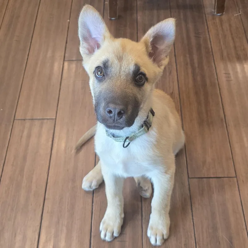 A baby small-sized male Yellow / Tan / Blond / Fawn Mixed Breed dog named Snazzy for adoption in Buffalo, MN