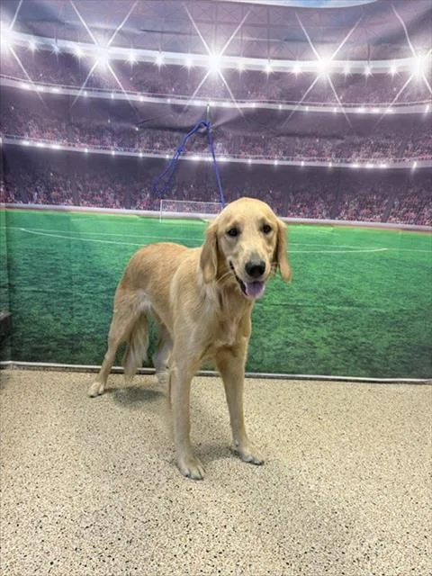 A young large-sized female Golden Retriever dog named Elisabeth for adoption in Miami, FL