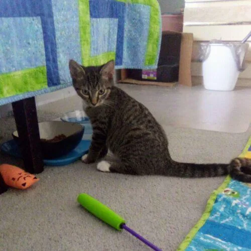 A baby small-sized male Tabby (Gray / Blue / Silver) Domestic Short Hair cat named Bootsy for adoption in Tampa, FL