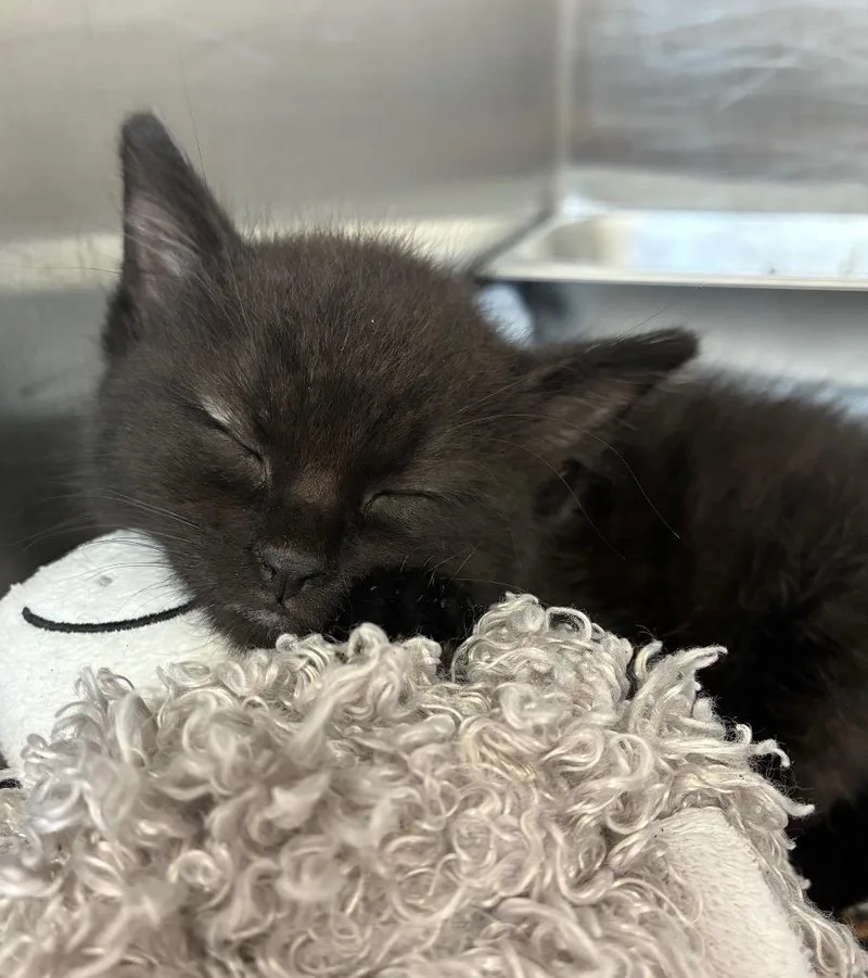 A baby medium-sized female Domestic Short Hair cat named Jupiter for adoption in Hartsville, SC