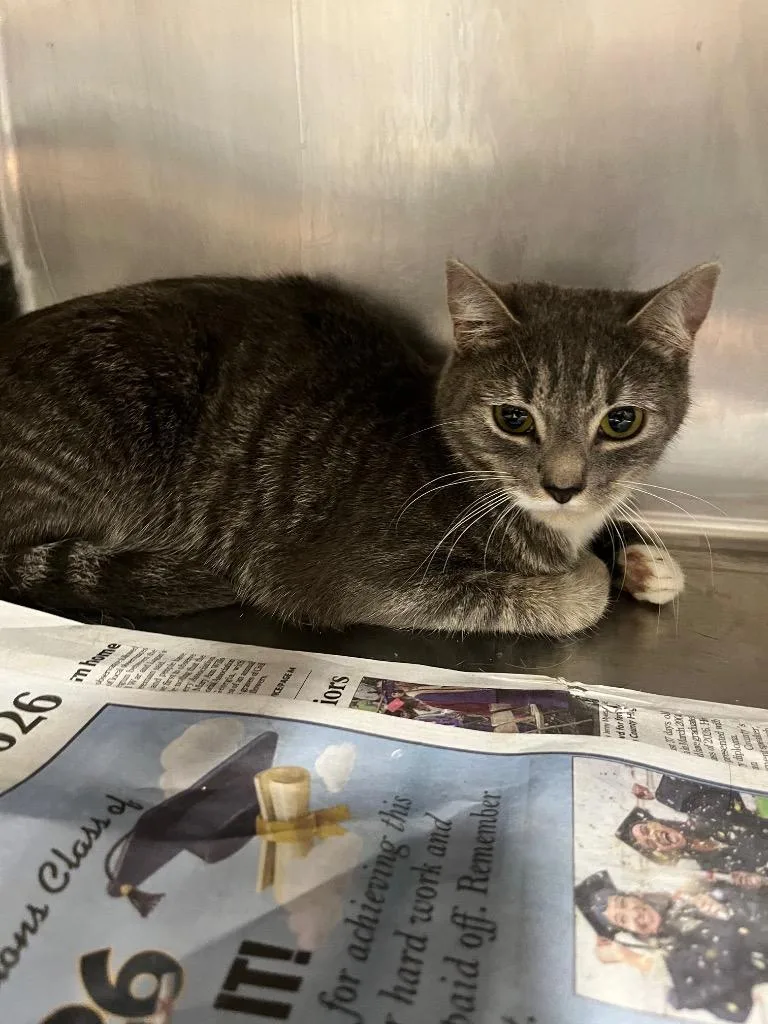 A baby large-sized female Domestic Short Hair cat named Marshmallow for adoption in Hopkinsville, KY