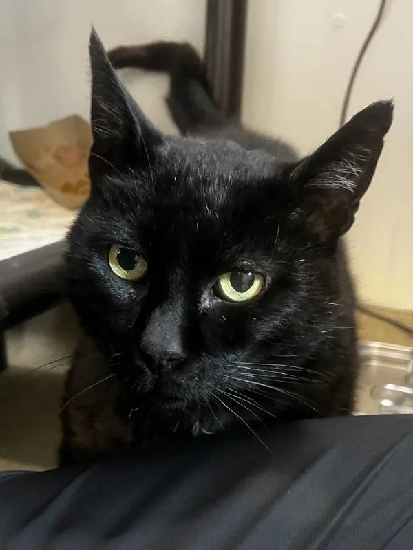 An adult small-sized male Domestic Short Hair cat named Borris for adoption in Santa Rosa, CA