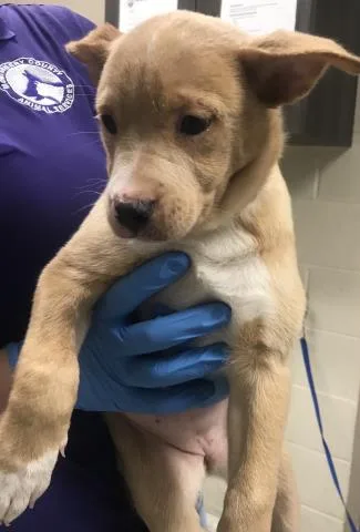A baby small-sized female Labrador Retriever dog named A for adoption in Conroe, TX