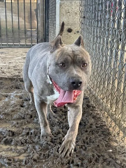An adult large-sized female Pit Bull Terrier dog named Pancha for adoption in Riverside, CA