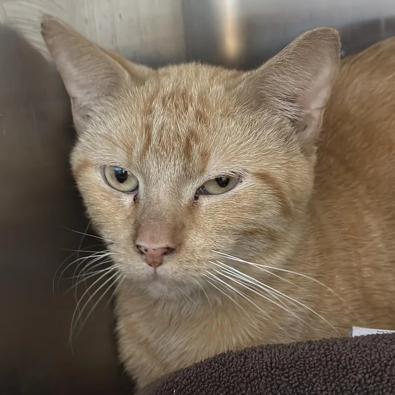 An adult small-sized male Orange / Red Domestic Short Hair cat named Alderfly for adoption in Matteson, IL