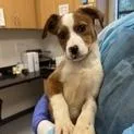 A baby small-sized female Red / Chestnut / Orange Cattle Dog dog named May for adoption in Clearwater, FL