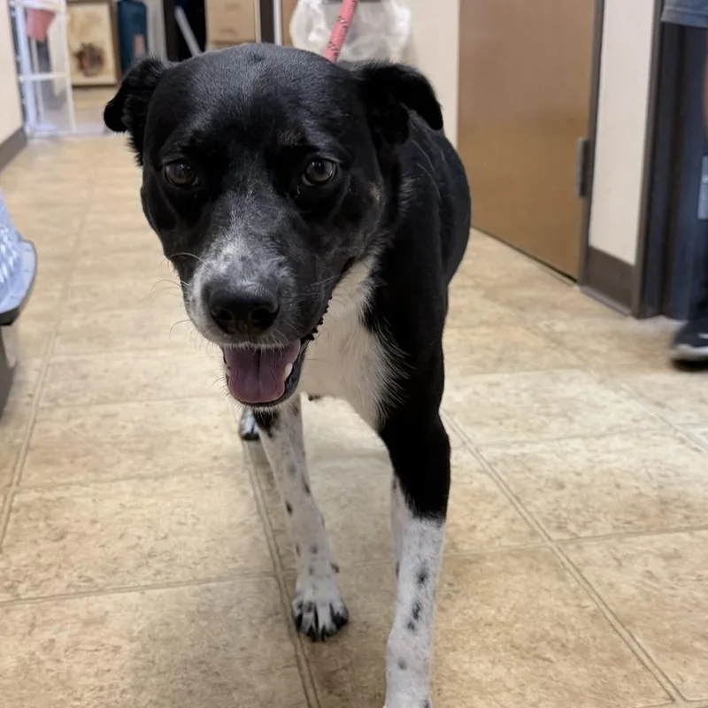 An adult medium-sized female Black Border Collie dog named Hera for adoption in Tyler, TX