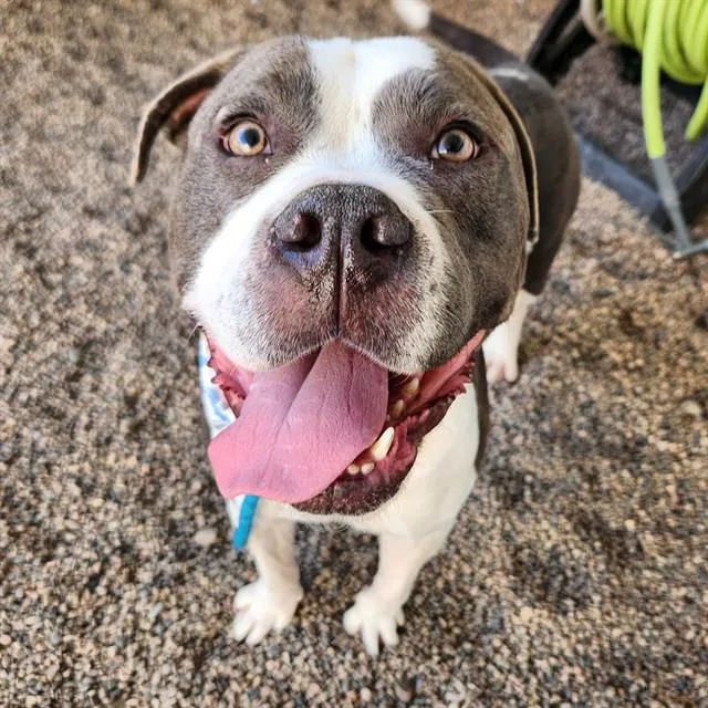 An adult large-sized male Pit Bull Terrier dog named Baahubali for adoption in Mesa, AZ