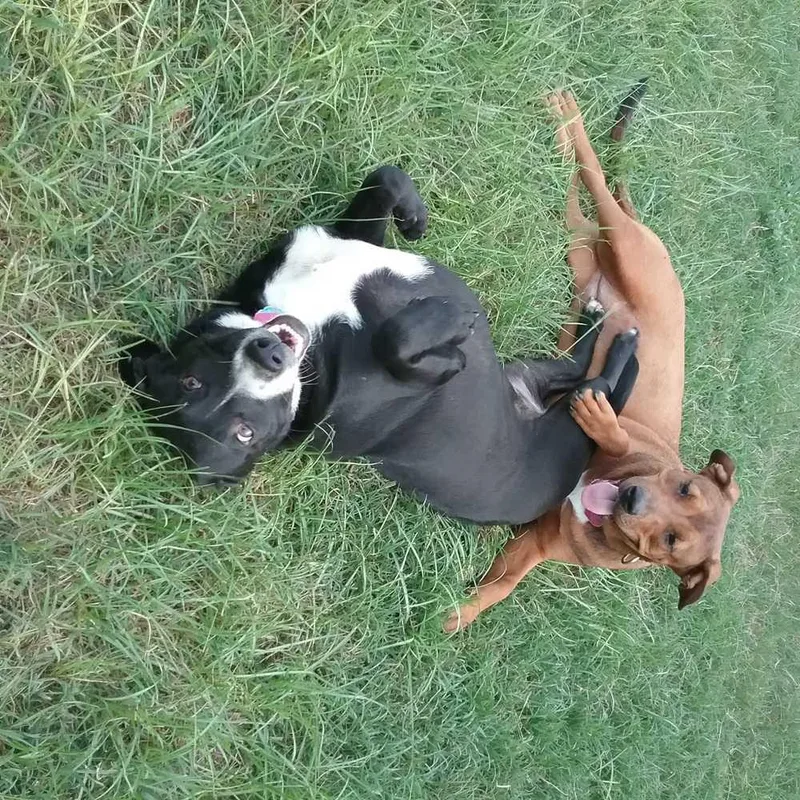 An adult large-sized female Tricolor (Brown, Black, & White) Hound dog named Annabelle for adoption in Orangeburg, SC