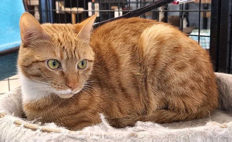 An adult medium-sized male Orange & White Domestic Short Hair cat named Rongie  Part Of for adoption in Spokane Valley, WA