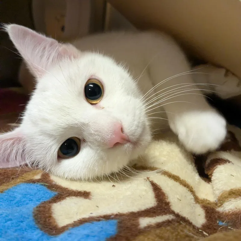 A young medium-sized female White Domestic Short Hair cat named Purramore for adoption in Providence, RI
