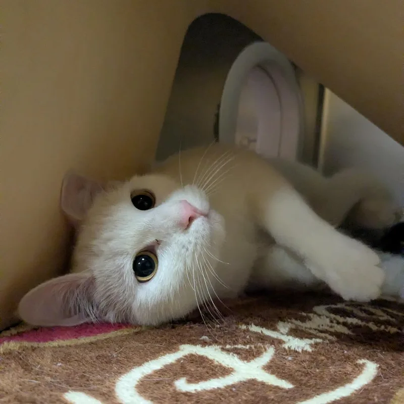 Purramore thumbnail 2