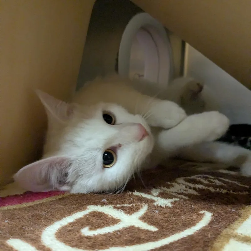 Purramore thumbnail 3