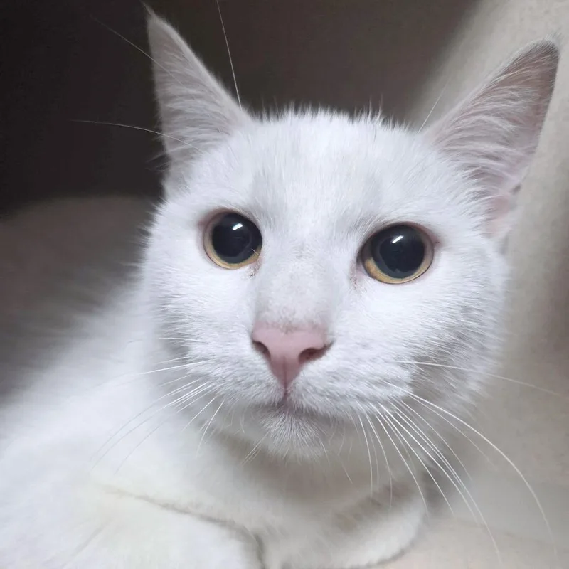 Purramore thumbnail 4