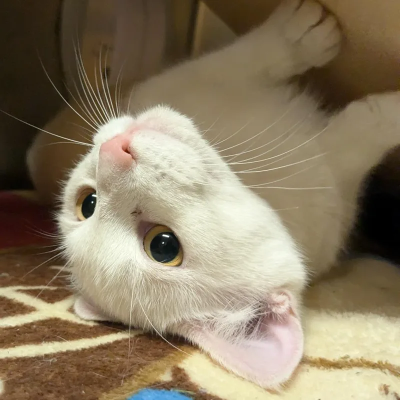 Purramore thumbnail 5