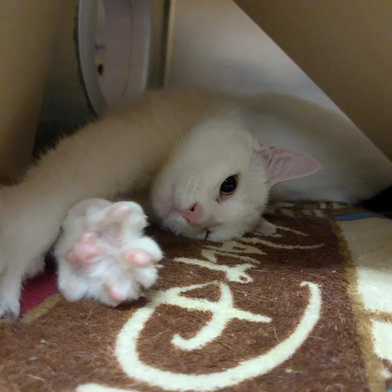 Purramore thumbnail 6