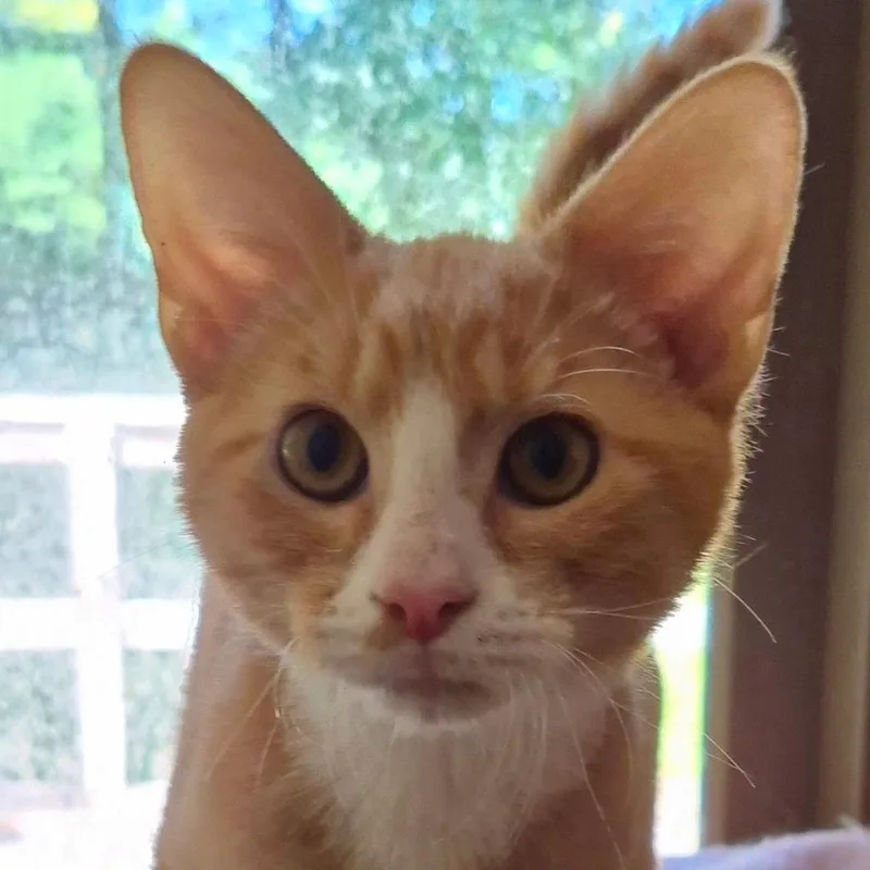 A young medium-sized male Tabby (Orange / Red) Domestic Short Hair cat named Lance for adoption in Landenberg, PA