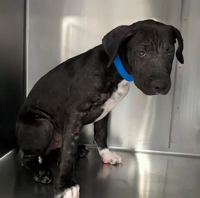 A young small-sized male Pit Bull Terrier dog named A for adoption in Thousand Palms, CA