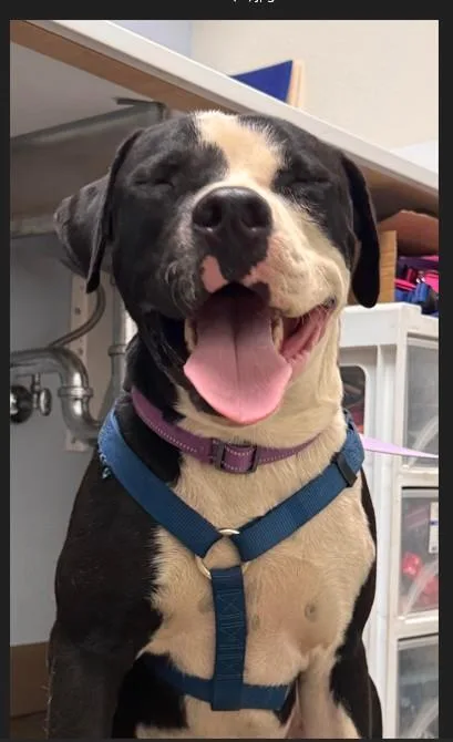 A young large-sized male Pit Bull Terrier dog named Drago for adoption in Chico, CA